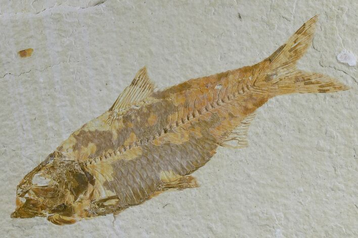 Detailed Fossil Fish (Knightia) - Wyoming #165863